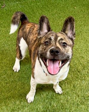 Berlin, Young Male Akita