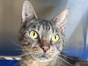 Keane, Adult Male Domestic Short Hair