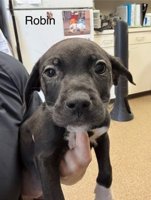 Primary Color Black Secondary Color White Weight 1175lbs Age 0yrs 0mths 10wks Animal has been N