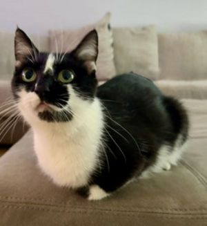 Primary Color Black Secondary Color White Weight 881lbs Age 2yrs 1mths 1wks Animal has been Spa