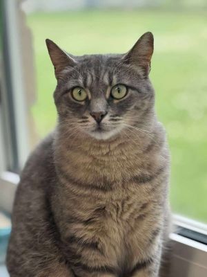 Hotwheels, Adult Female Domestic Short Hair