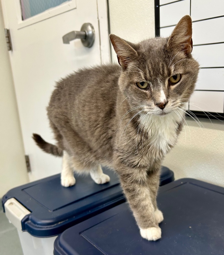 Siesta (fka Malibu), an adoptable Domestic Short Hair in Cumberland, ME, 04021 | Photo Image 1