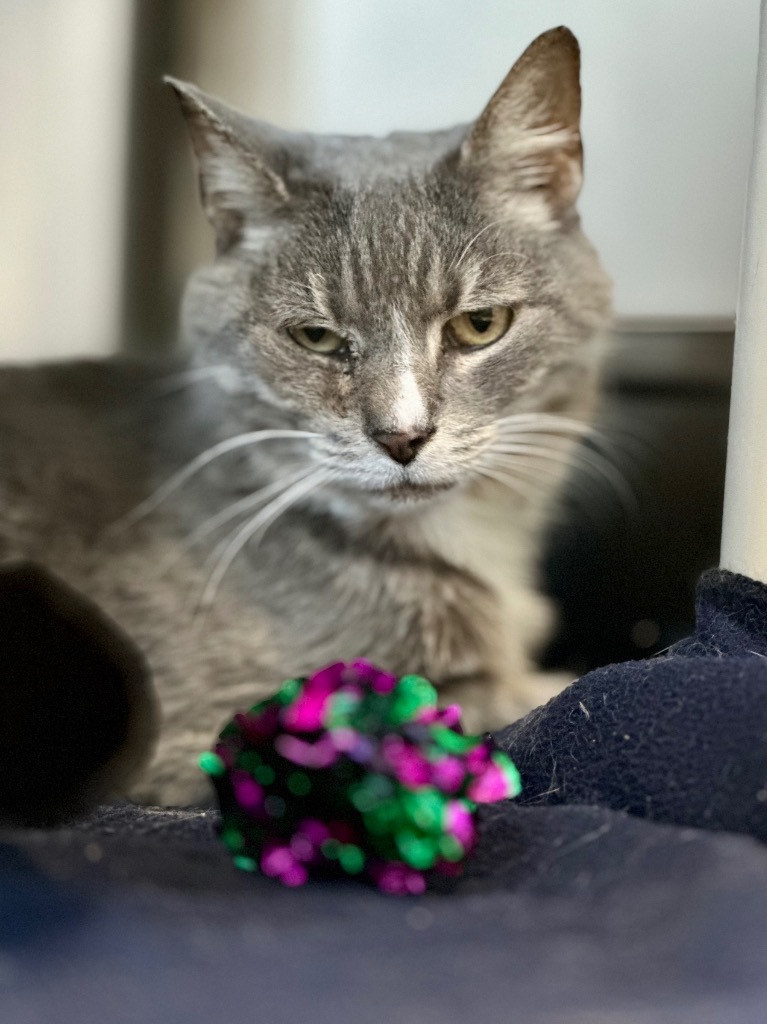 Siesta (fka Malibu), an adoptable Domestic Short Hair in Cumberland, ME, 04021 | Photo Image 2