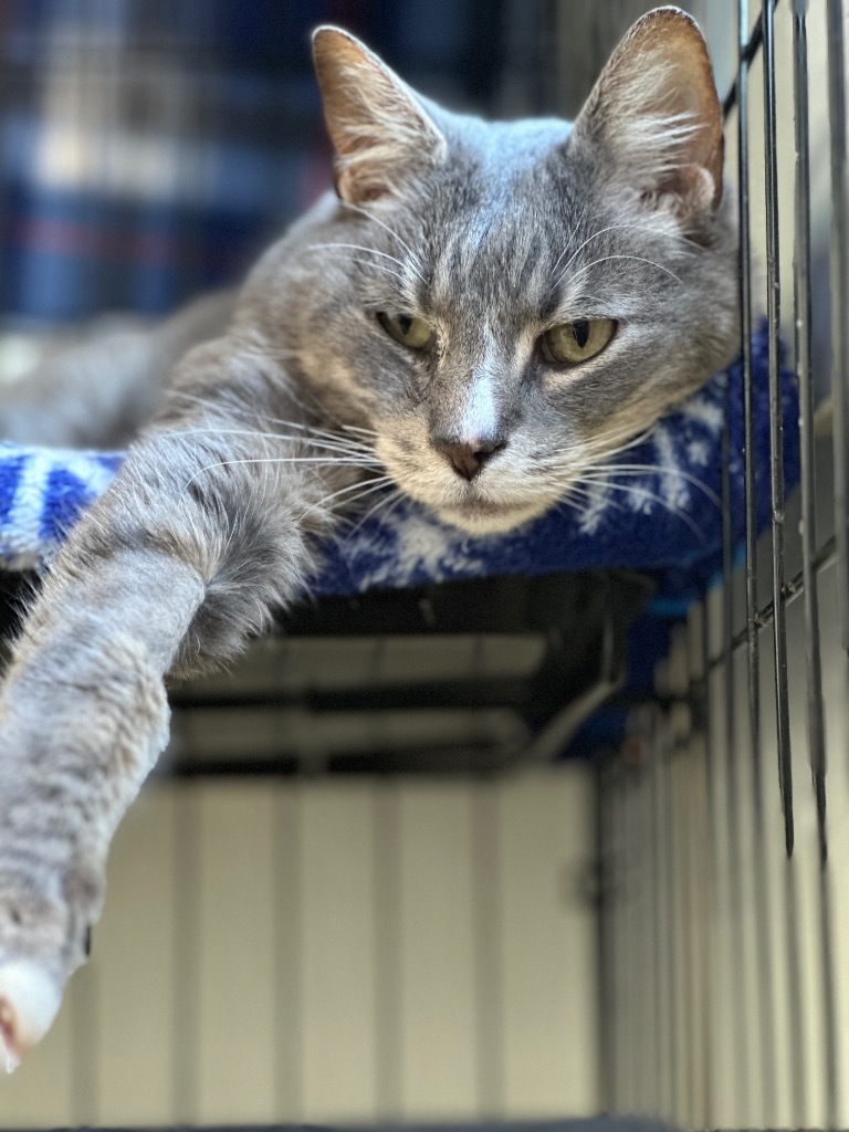 Siesta (fka Malibu), an adoptable Domestic Short Hair in Cumberland, ME, 04021 | Photo Image 3