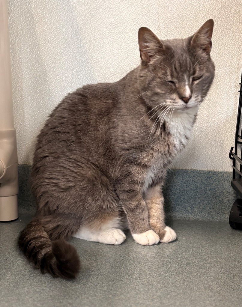 Siesta (fka Malibu), an adoptable Domestic Short Hair in Cumberland, ME, 04021 | Photo Image 4