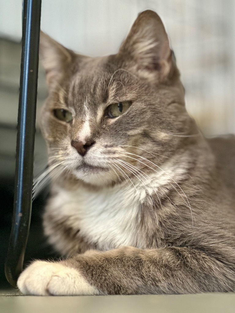 Siesta (fka Malibu), an adoptable Domestic Short Hair in Cumberland, ME, 04021 | Photo Image 5