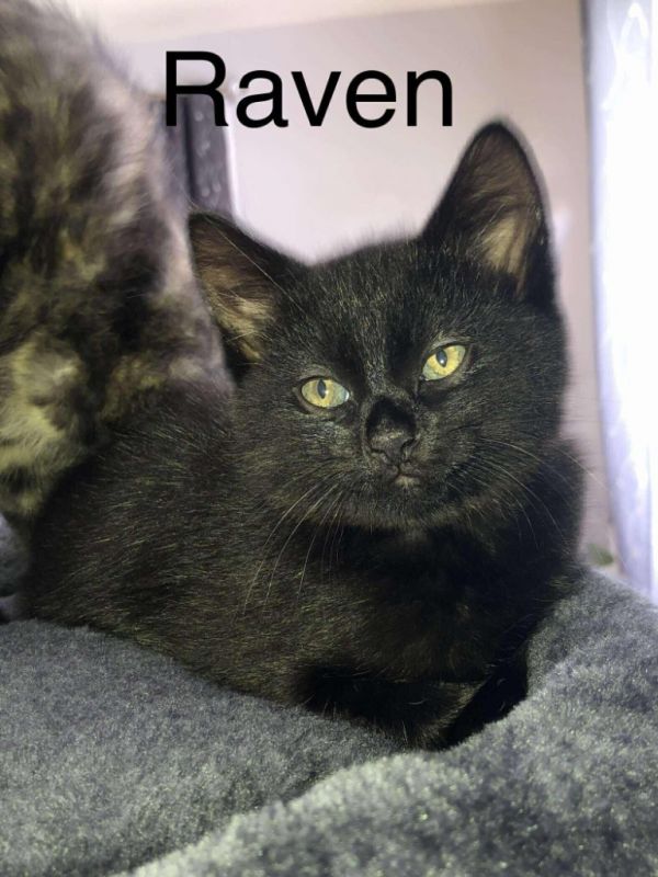 Raven thumbnail 3