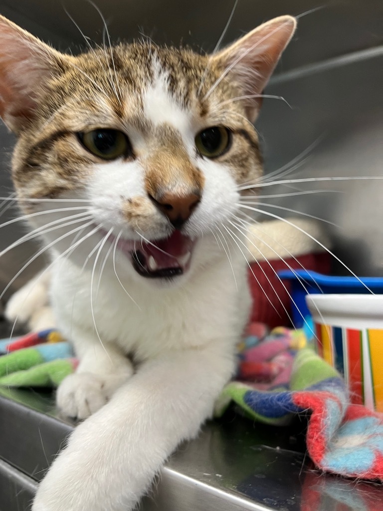 Sterling, an adoptable Domestic Short Hair in Virginia, MN, 55792 | Photo Image 1