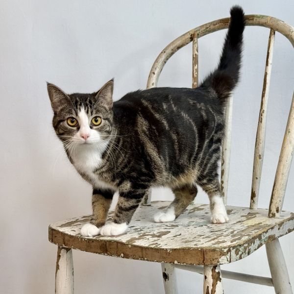 Pet Image