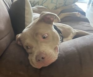 Millie, Adult Female unknown