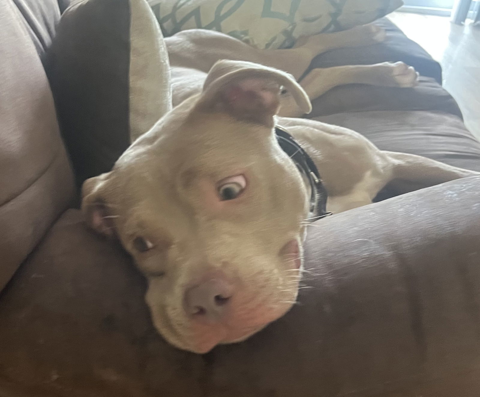 Millie-Courtesy Post