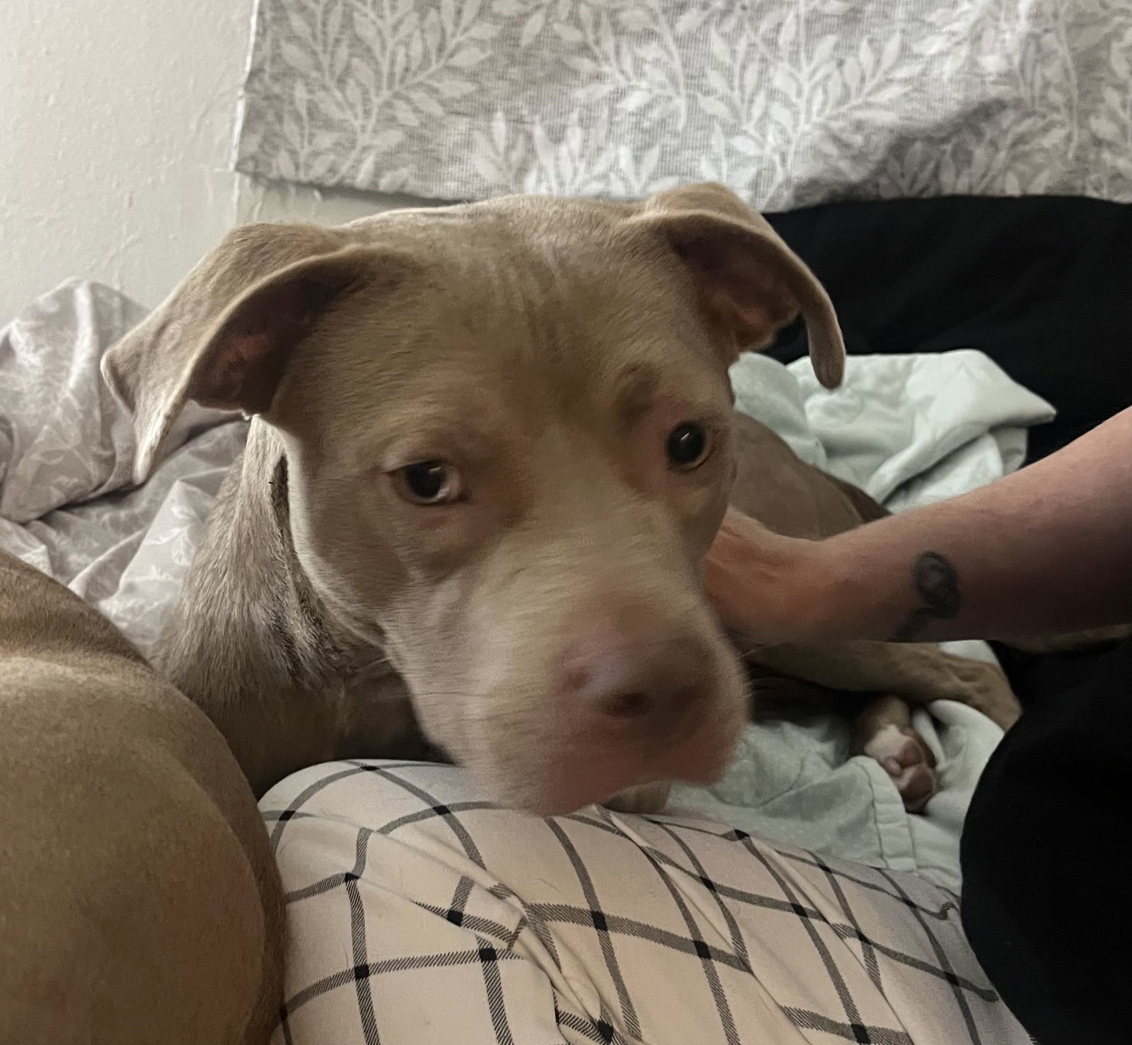 Millie-Courtesy Post