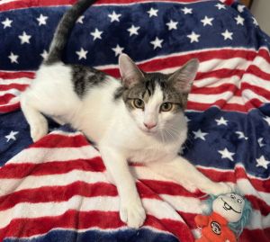 Lightning, Baby Male Domestic Short Hair