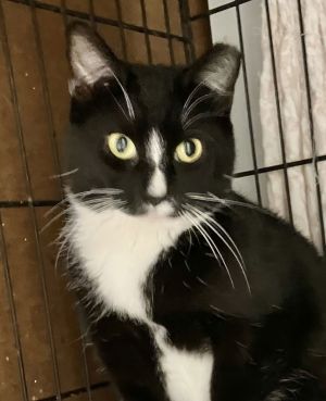 Cher, Adult Female Domestic Short Hair
