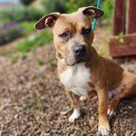 Personality goofey playful Breed pit mix Age approx 67 months Weight 50lbs Sex male Rescued f