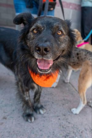 Personality playful curious Breed shepherd mix Age 3yr Weight 68lbs Sex male Rescued from Lake