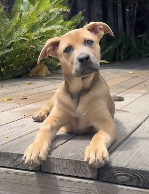 Personality playful sweet Breed labshepherd mix Age est DOB 21525 Weight 20lbs Sex female R
