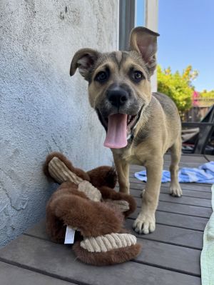 Personality playful sweet Breed labshepherd mix Age est DOB 21525 Weight 20lbs Sex male Res