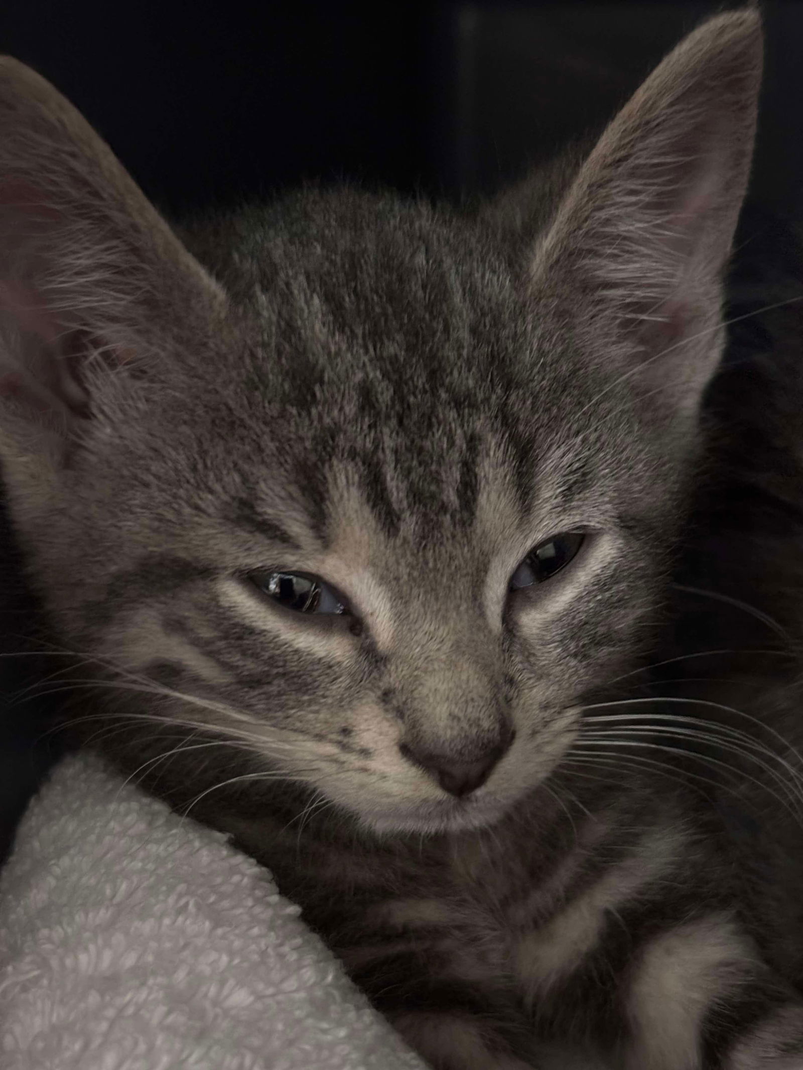 Slate - Not at shelter (Debra)