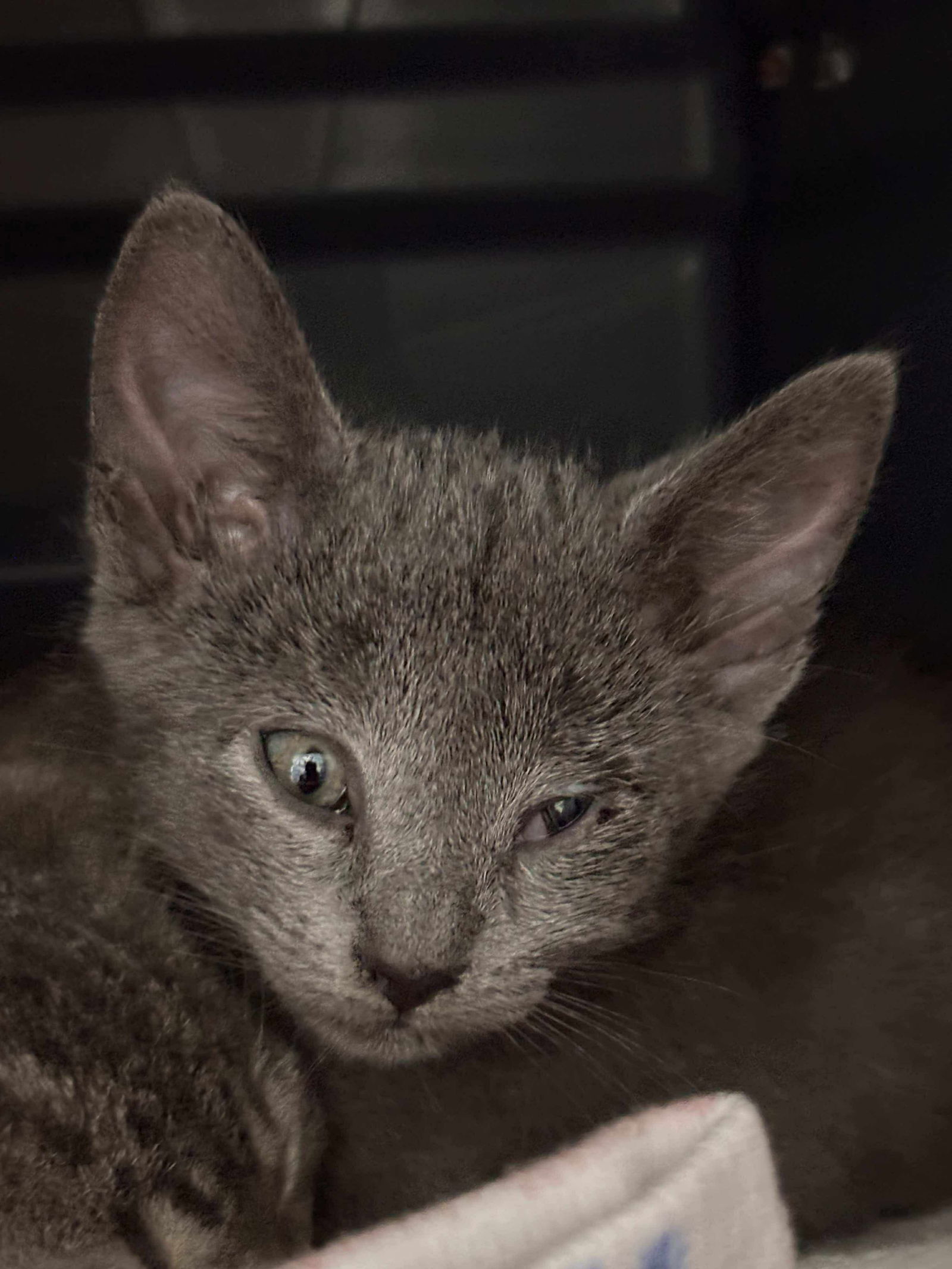 Steel: Not at shelter (Debra)