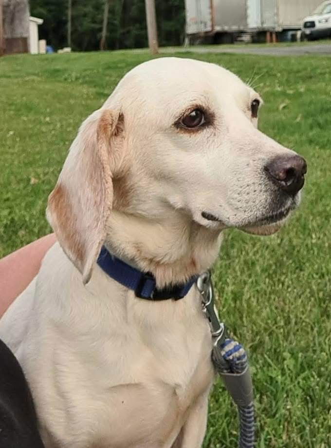 Birdie - Not at shelter (Kendra)