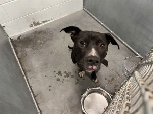 GILL, Adult Male American Staffordshire Terrier