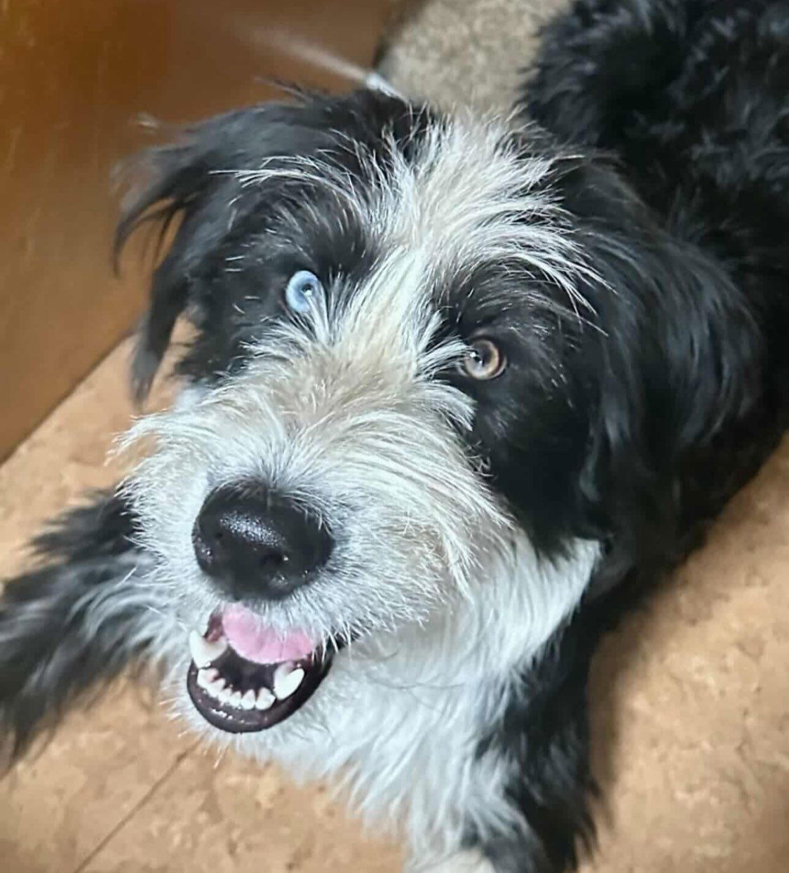 Mya (FTF -Albany County Only), an adoptable Mixed Breed in Laramie, WY, 82073 | Photo Image 1