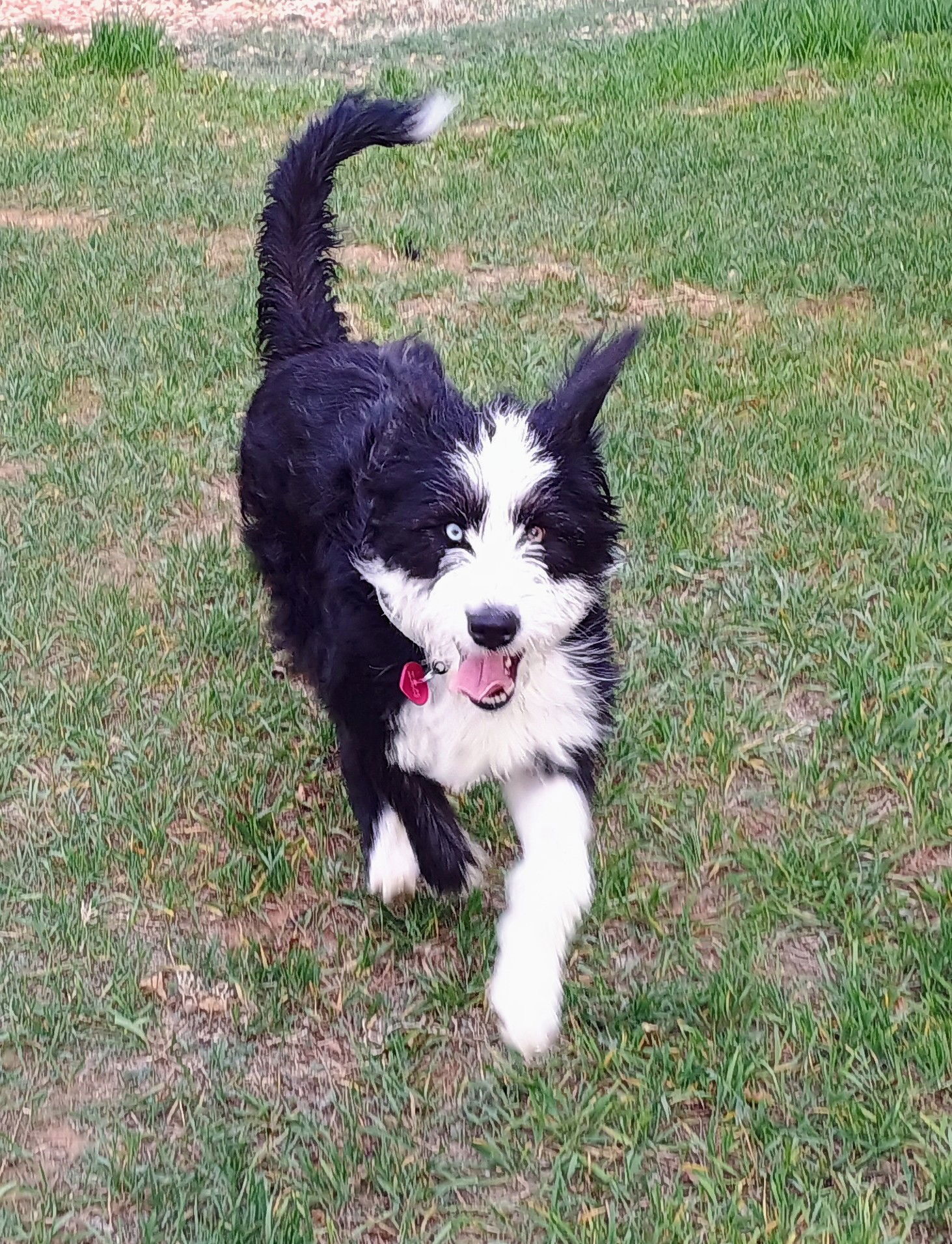 Mya, an adoptable Mixed Breed in Laramie, WY, 82073 | Photo Image 2