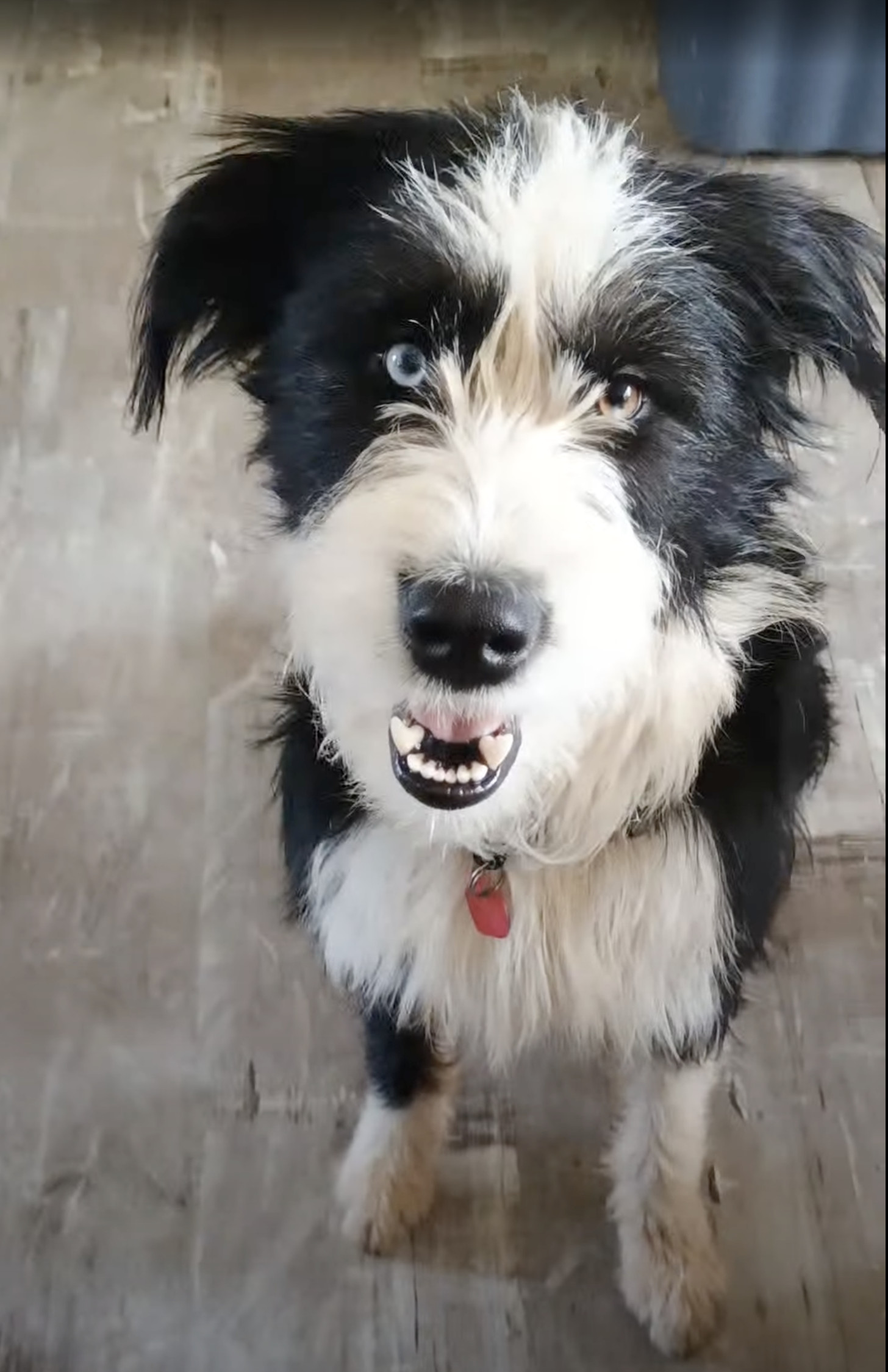 Mya (FTF -Albany County Only), an adoptable Mixed Breed in Laramie, WY, 82073 | Photo Image 3