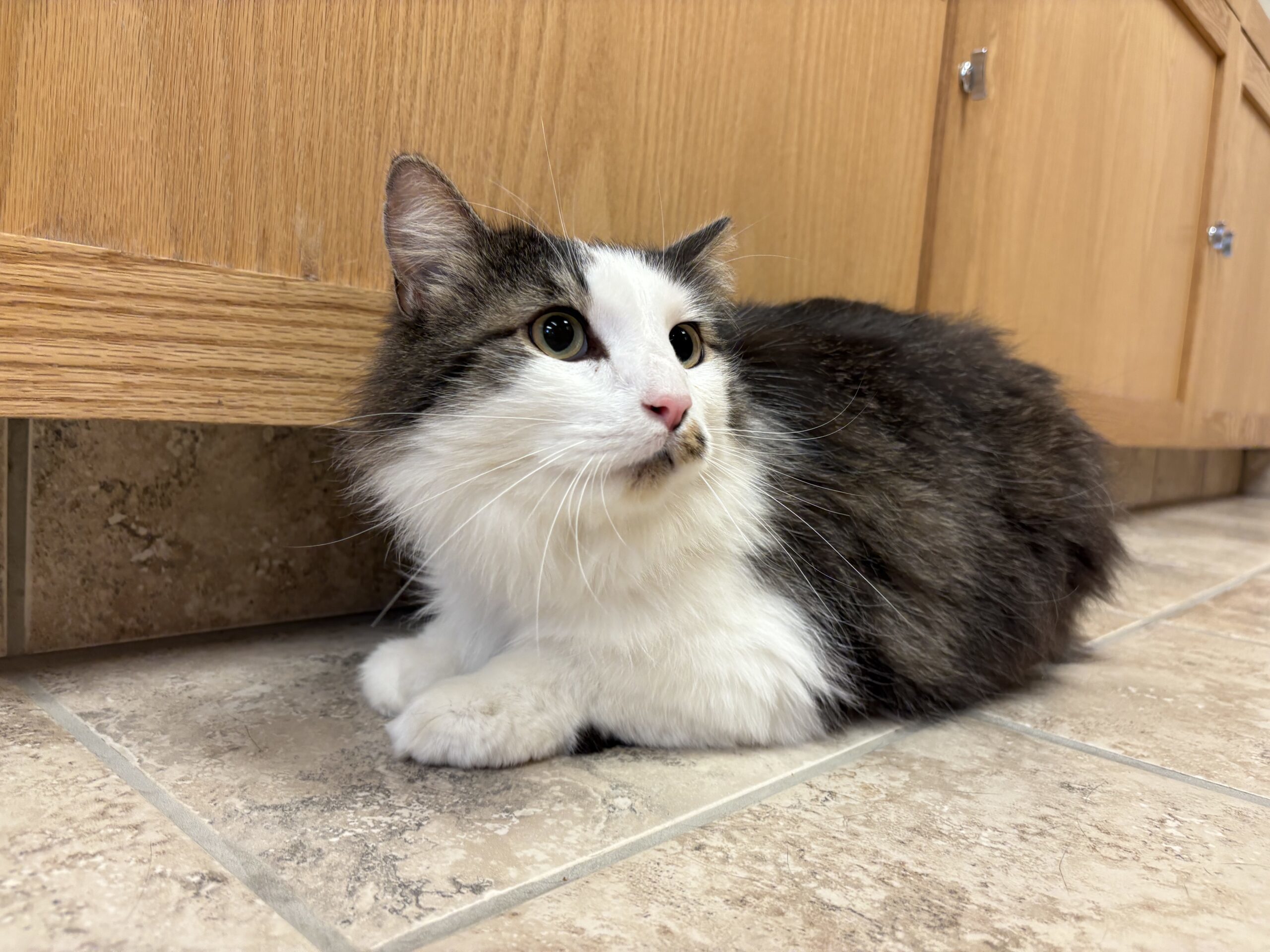 Frisky, an adoptable Domestic Long Hair in Hays, KS, 67601 | Photo Image 1
