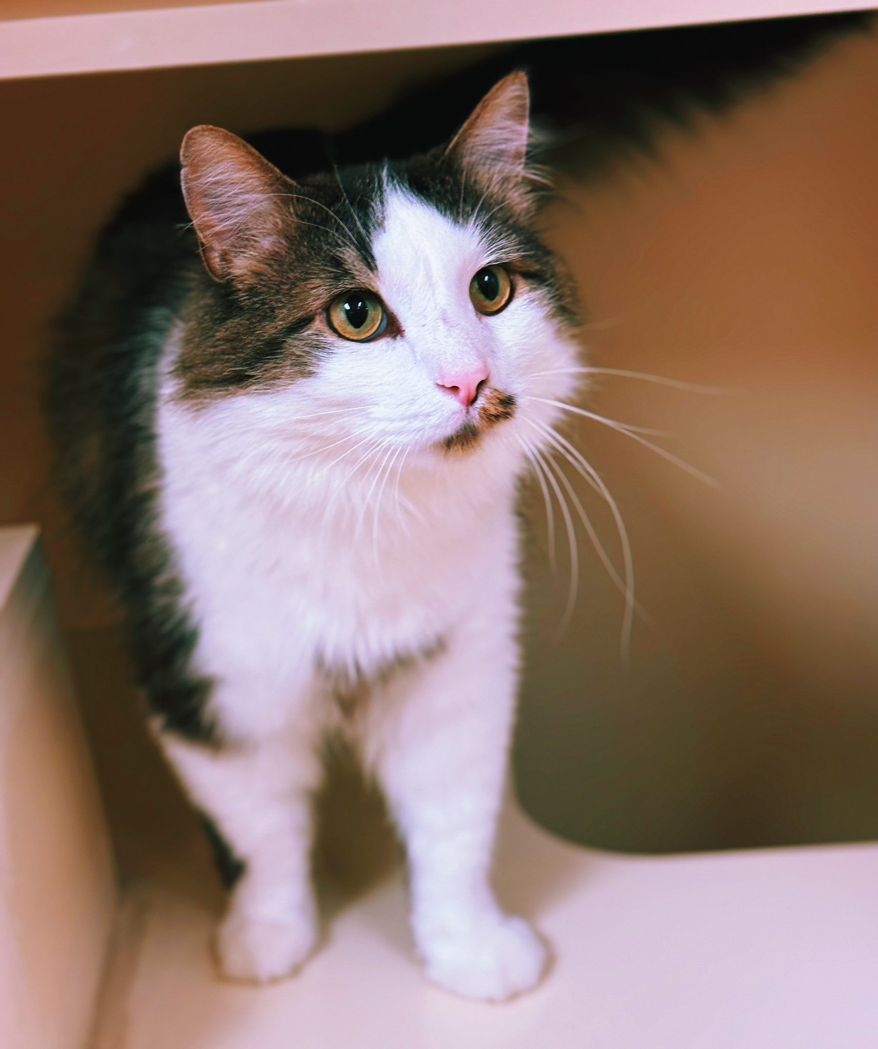 Frisky, an adoptable Domestic Long Hair in Hays, KS, 67601 | Photo Image 1