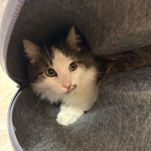Frisky, an adoptable Domestic Long Hair in Hays, KS, 67601 | Photo Image 2