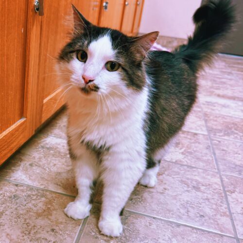 Frisky, an adoptable Domestic Long Hair in Hays, KS, 67601 | Photo Image 2