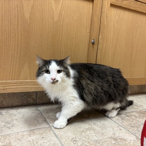Frisky, an adoptable Domestic Long Hair in Hays, KS, 67601 | Photo Image 3