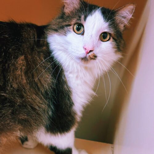 Frisky, an adoptable Domestic Long Hair in Hays, KS, 67601 | Photo Image 3