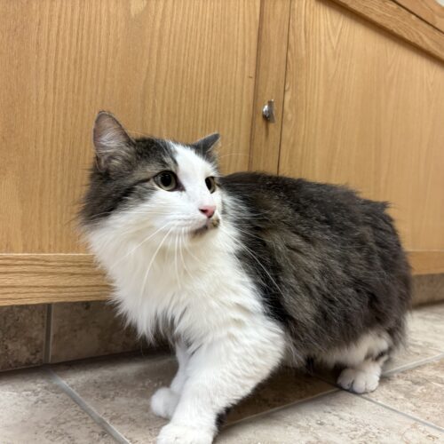 Frisky, an adoptable Domestic Long Hair in Hays, KS, 67601 | Photo Image 4
