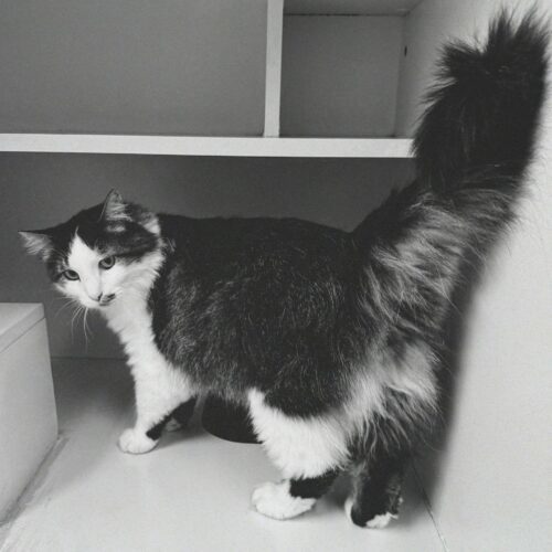 Frisky, an adoptable Domestic Long Hair in Hays, KS, 67601 | Photo Image 4