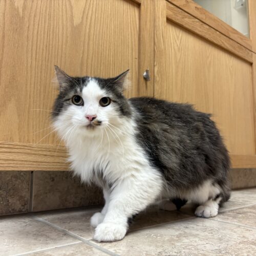 Frisky, an adoptable Domestic Long Hair in Hays, KS, 67601 | Photo Image 5