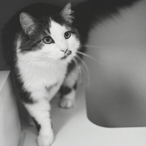 Frisky, an adoptable Domestic Long Hair in Hays, KS, 67601 | Photo Image 5