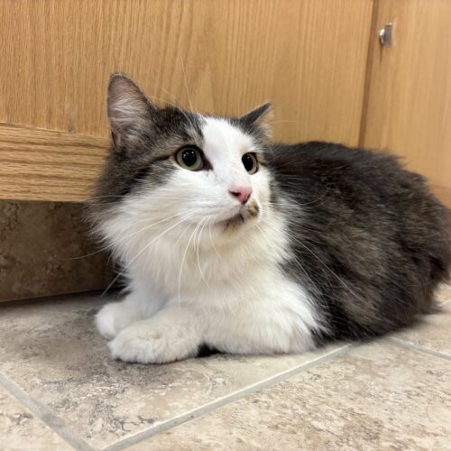 Frisky, an adoptable Domestic Long Hair in Hays, KS, 67601 | Photo Image 6