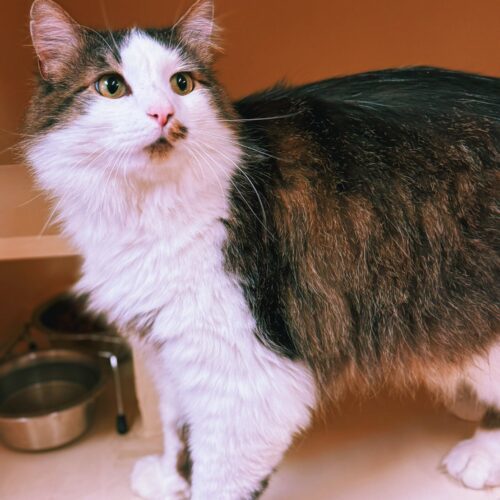 Frisky, an adoptable Domestic Long Hair in Hays, KS, 67601 | Photo Image 6