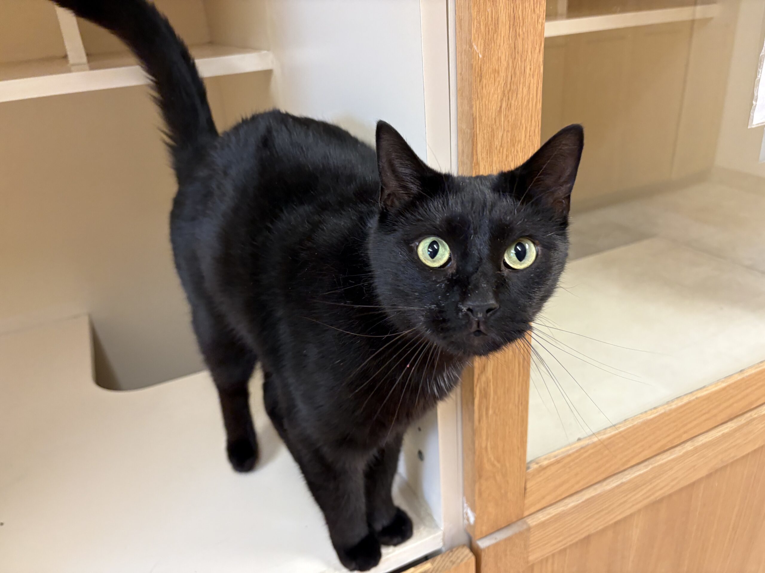 Hershey, an adoptable Domestic Short Hair in Hays, KS, 67601 | Photo Image 1