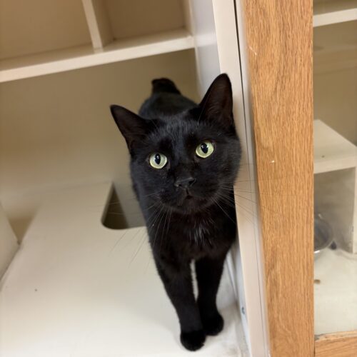 Hershey, an adoptable Domestic Short Hair in Hays, KS, 67601 | Photo Image 2