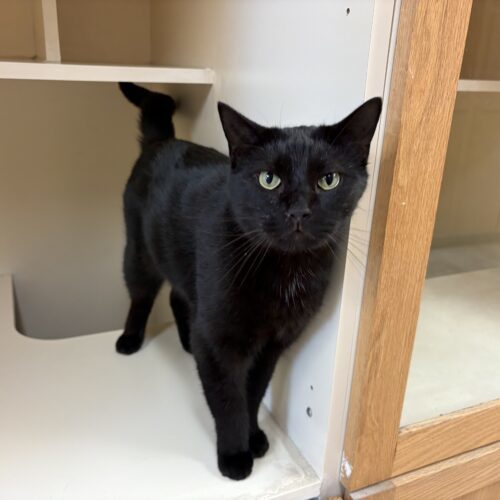 Hershey, an adoptable Domestic Short Hair in Hays, KS, 67601 | Photo Image 3