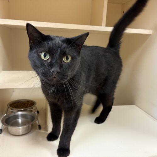 Hershey, an adoptable Domestic Short Hair in Hays, KS, 67601 | Photo Image 4