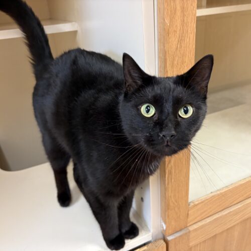 Hershey, an adoptable Domestic Short Hair in Hays, KS, 67601 | Photo Image 5