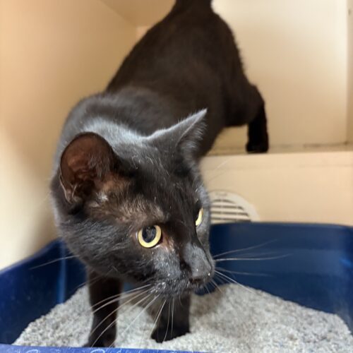 Hershey, an adoptable Domestic Short Hair in Hays, KS, 67601 | Photo Image 6