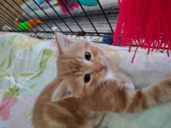 Milo Bonded With Marble thumbnail 1