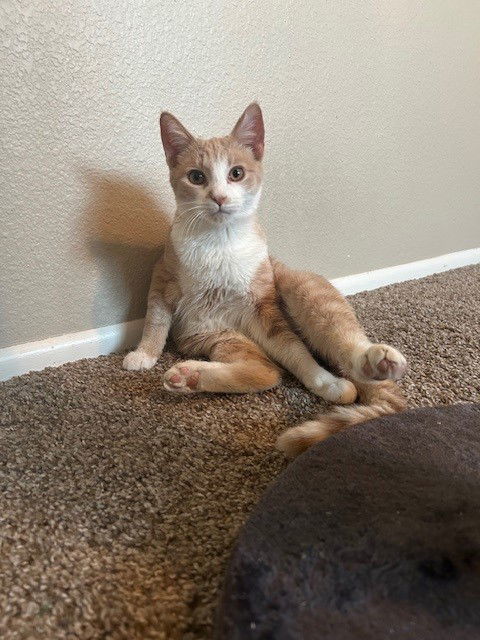 Elliot