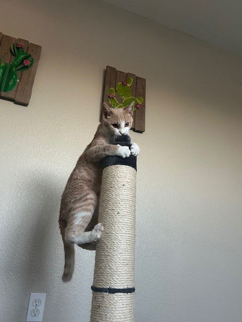 Elliot